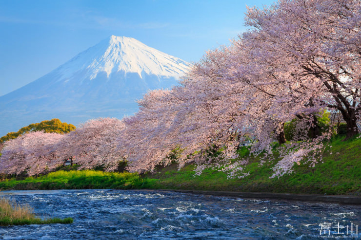 Hình ảnh hoa Anh Đào Nhật Bản đẹp nhất
